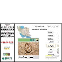 گونه کور مار تارتاری Tatar Sand Boa